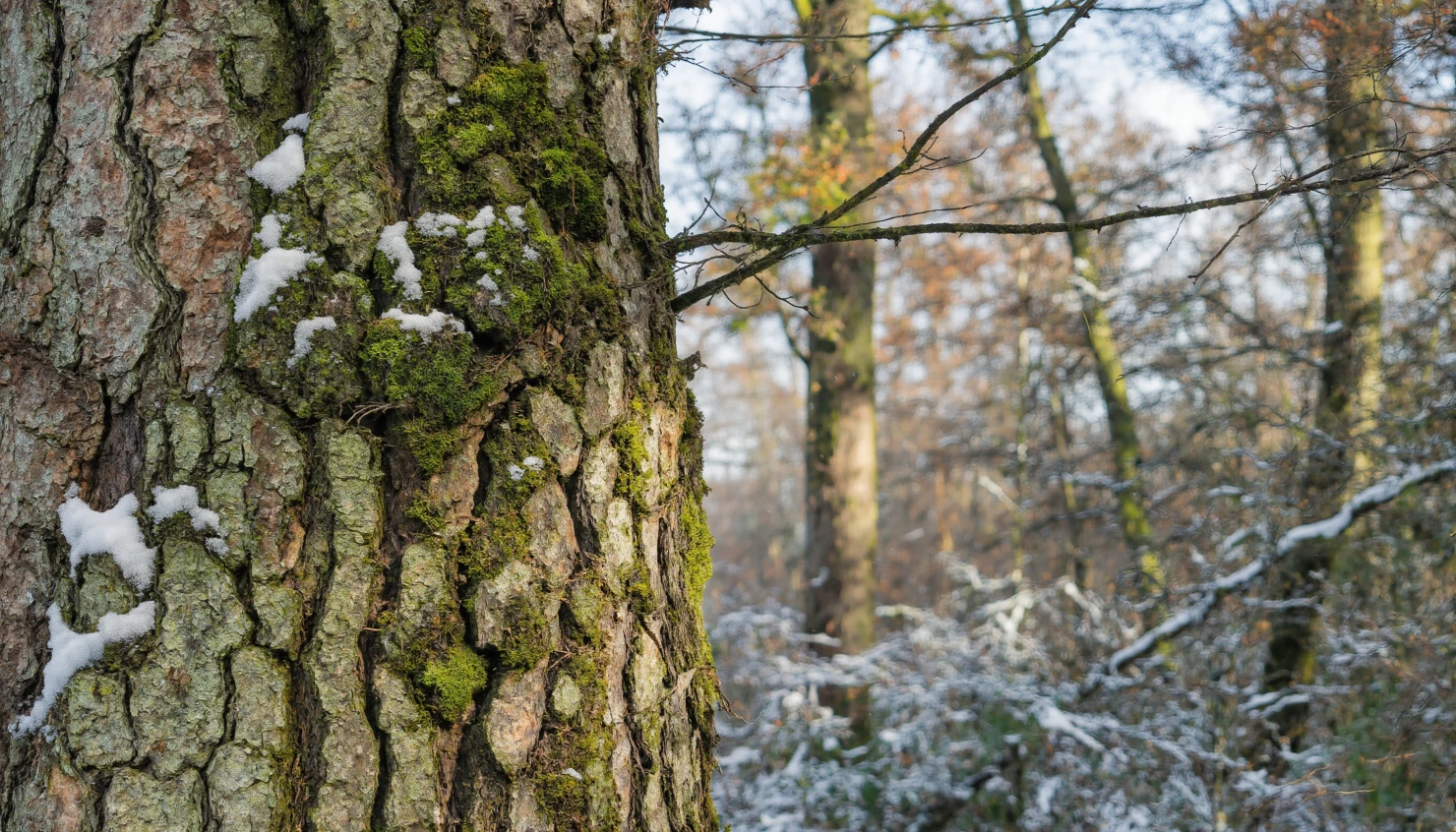 Winter Forest Scene Close-Up of Tree Trunk with Snow and Moss #40158