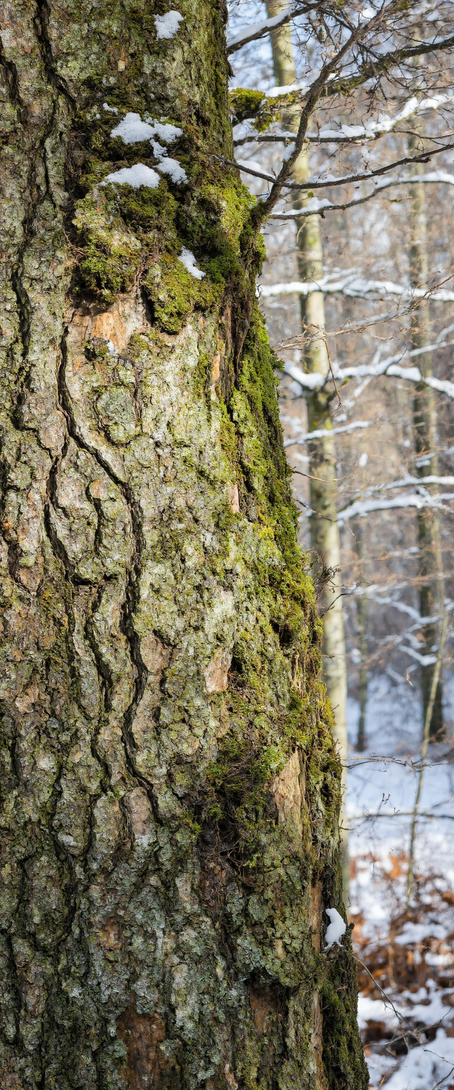 Winter Forest Scene Close-Up of Tree Trunk with Snow and Moss #40161