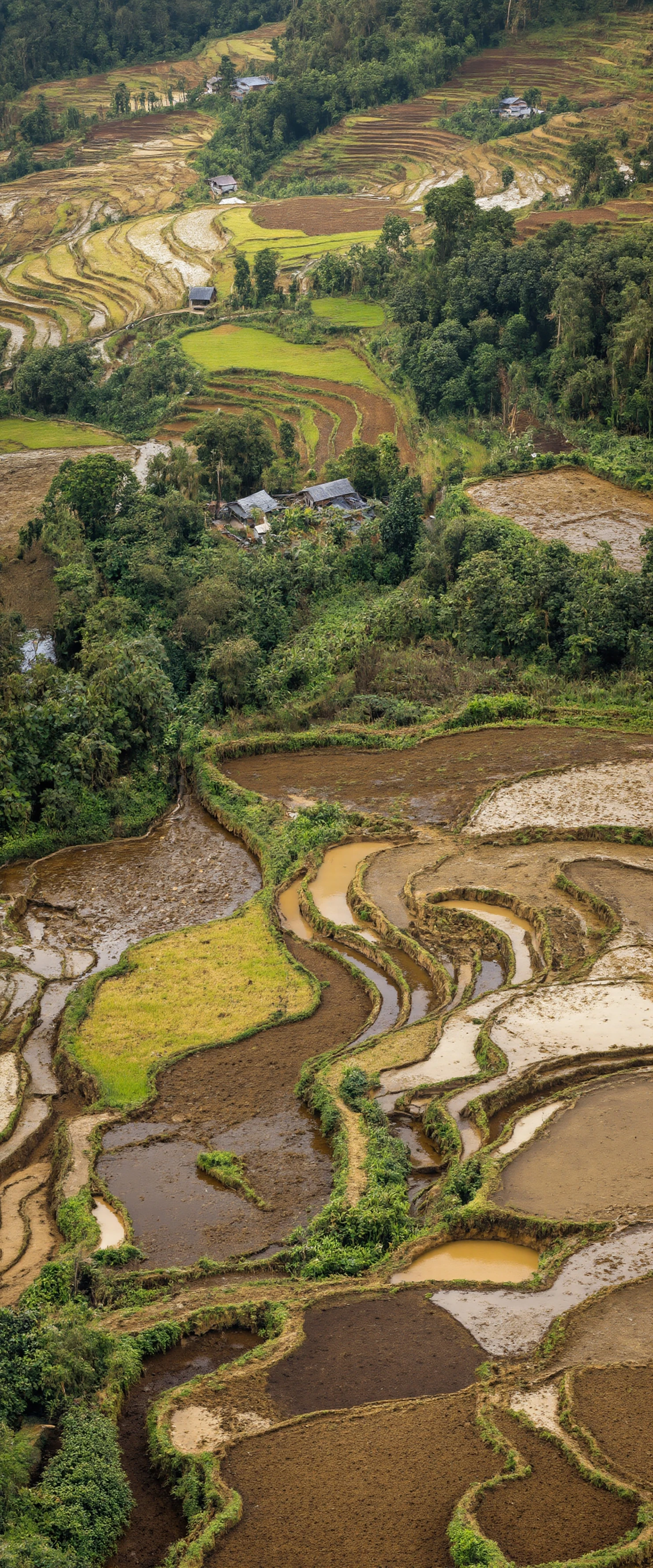 Picturesque Terraced Rice Fields in a Lush Mountain Valley #40182