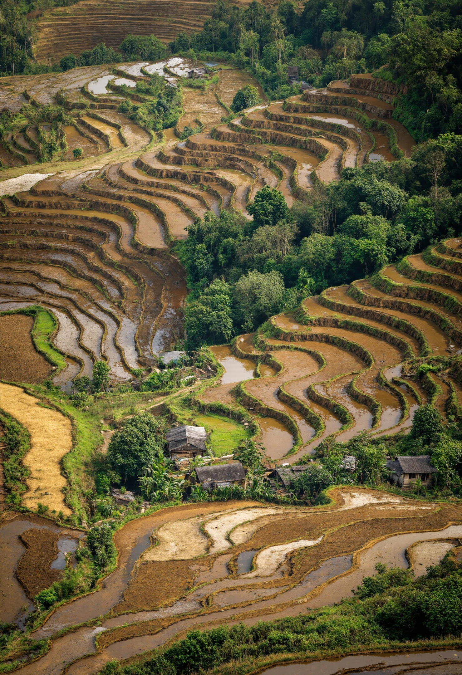 Picturesque Terraced Rice Fields in a Lush Mountain Valley #40183