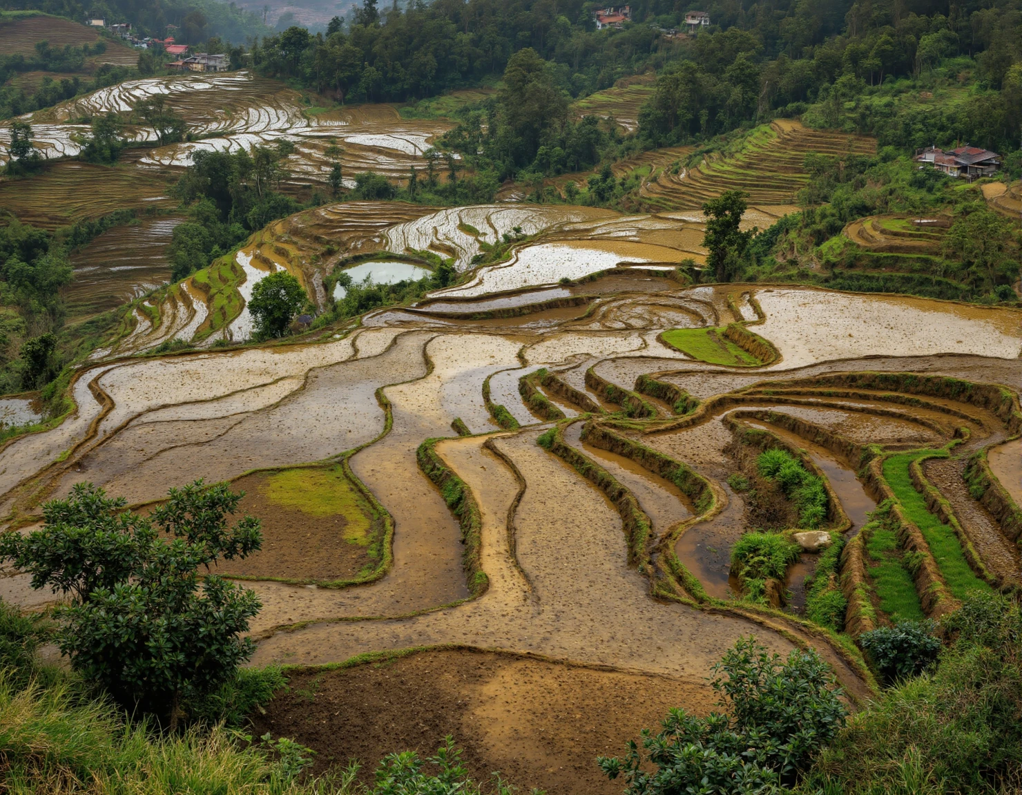 Picturesque Terraced Rice Fields in a Lush Mountain Valley #40186