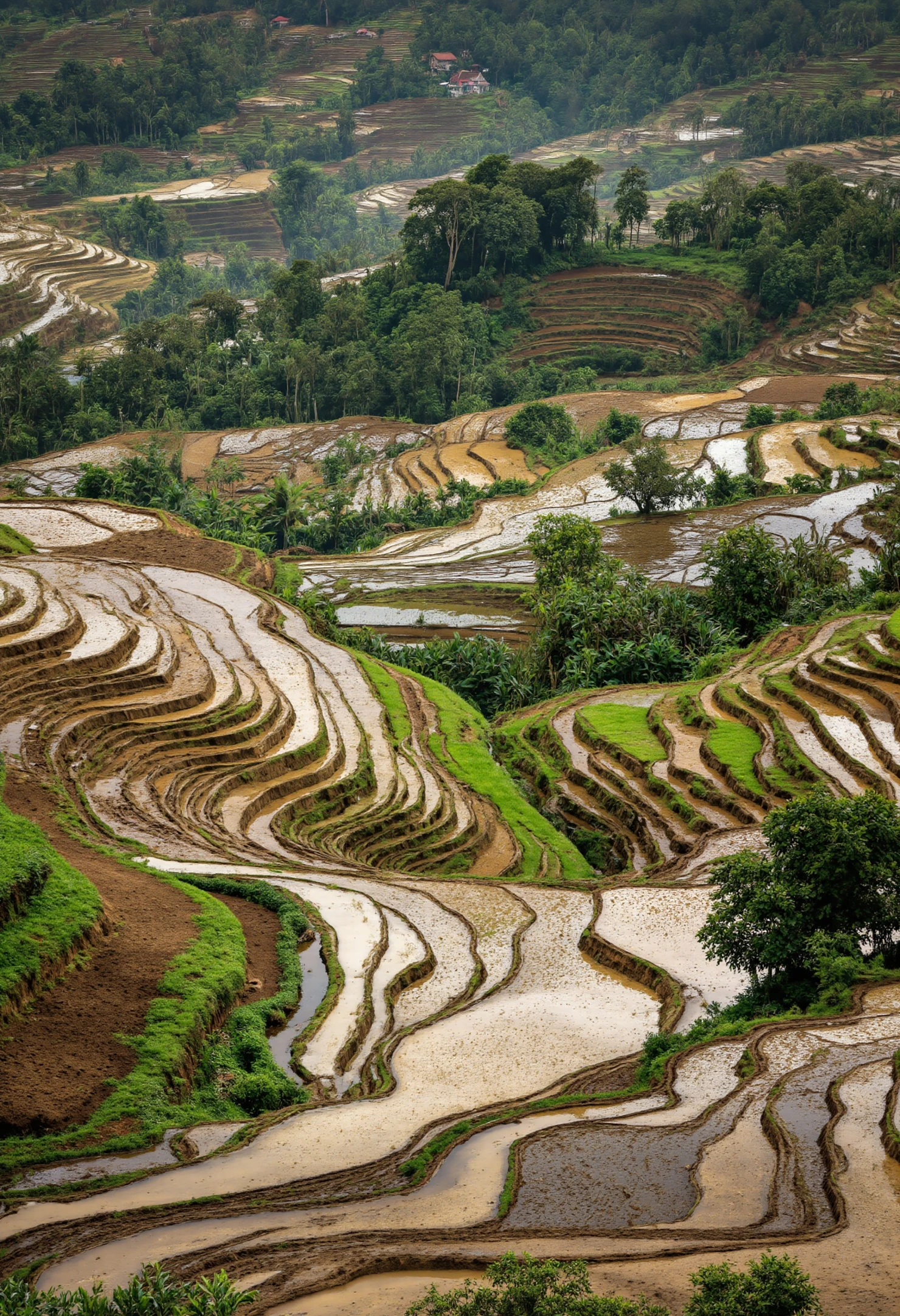 Picturesque Terraced Rice Fields in a Lush Mountain Valley #40187