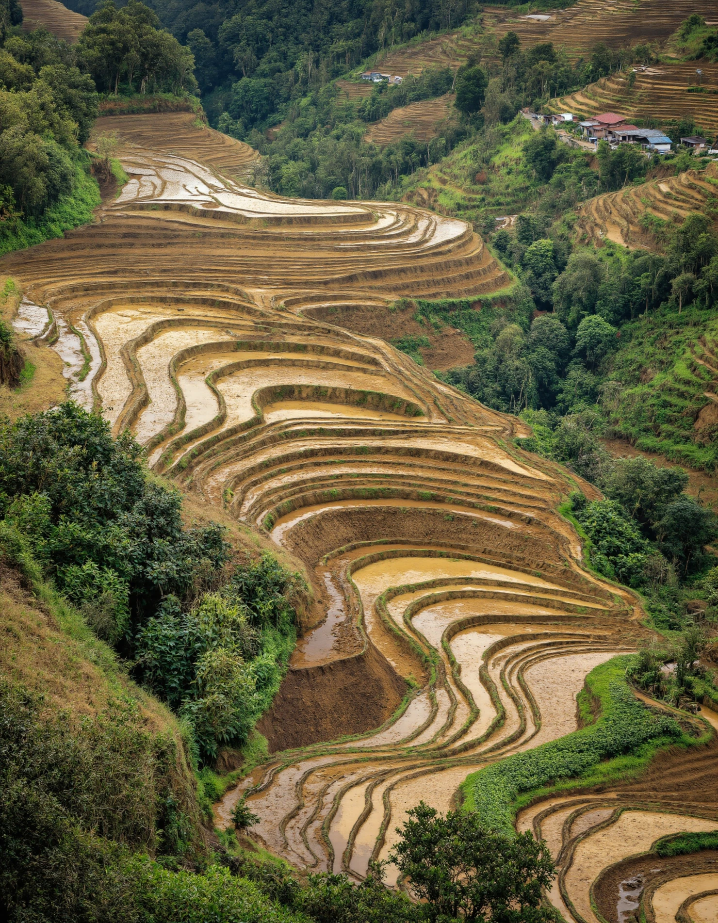 Picturesque Terraced Rice Fields in a Lush Mountain Valley #40189