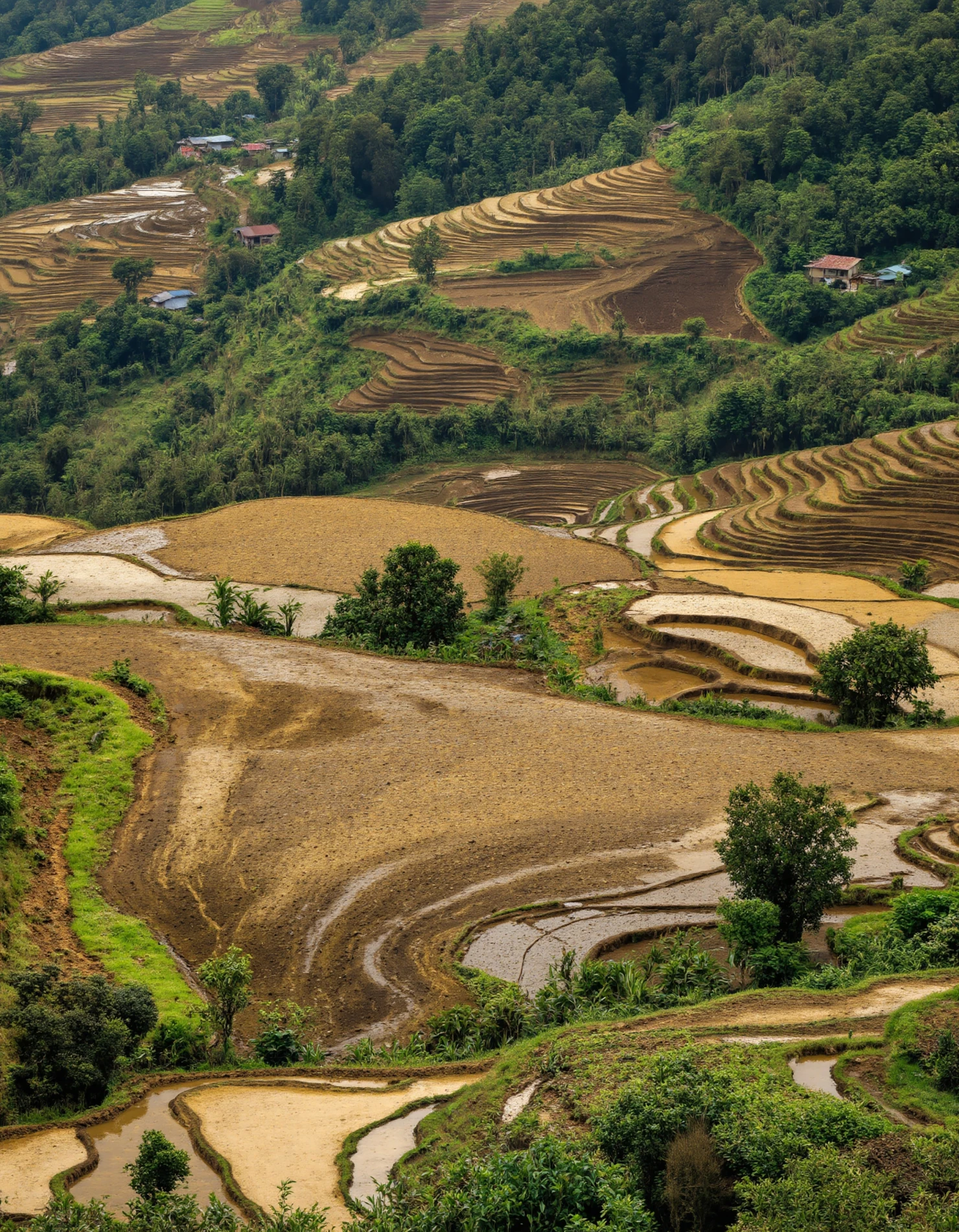 Picturesque Terraced Rice Fields in a Lush Mountain Valley #40191