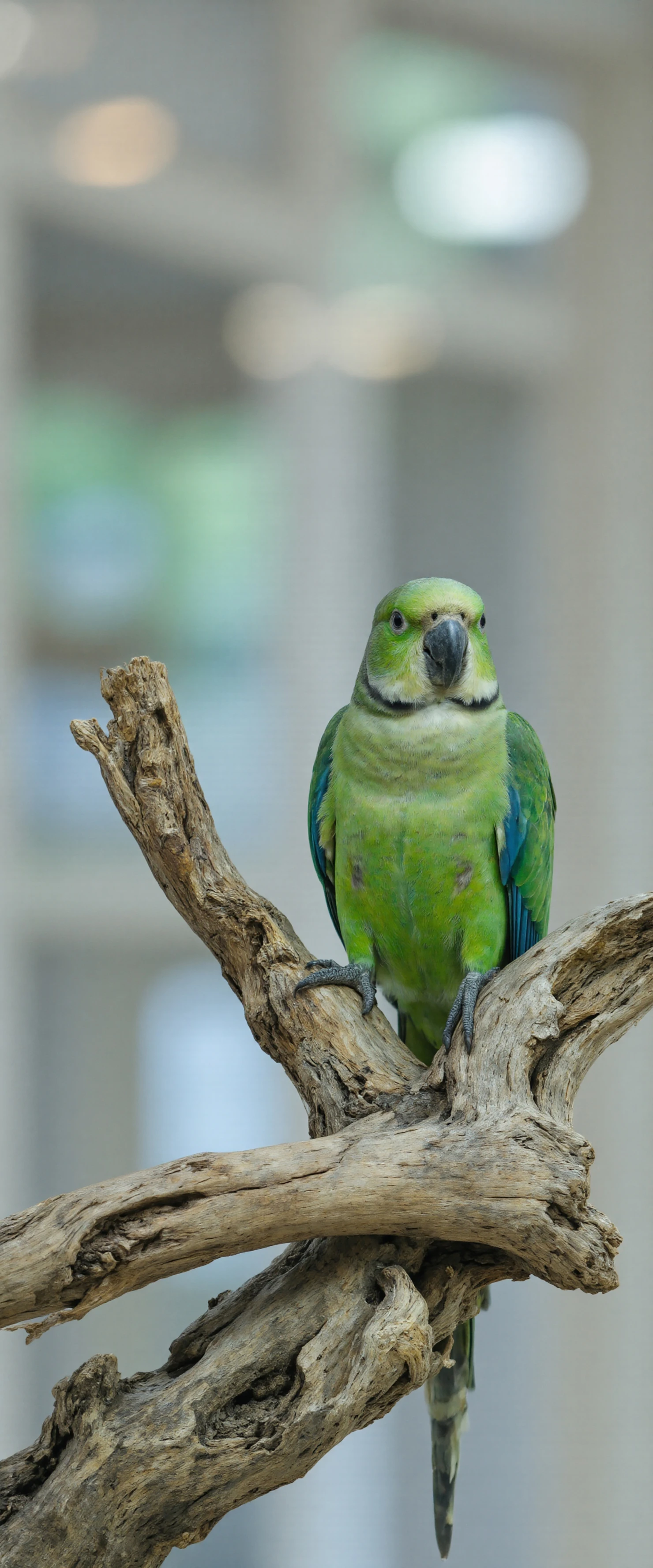 Green Parrot Perched on a Branch #40217