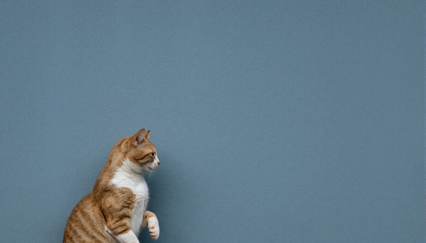 Ginger cat in profile with raised paw against a blue background. #40218