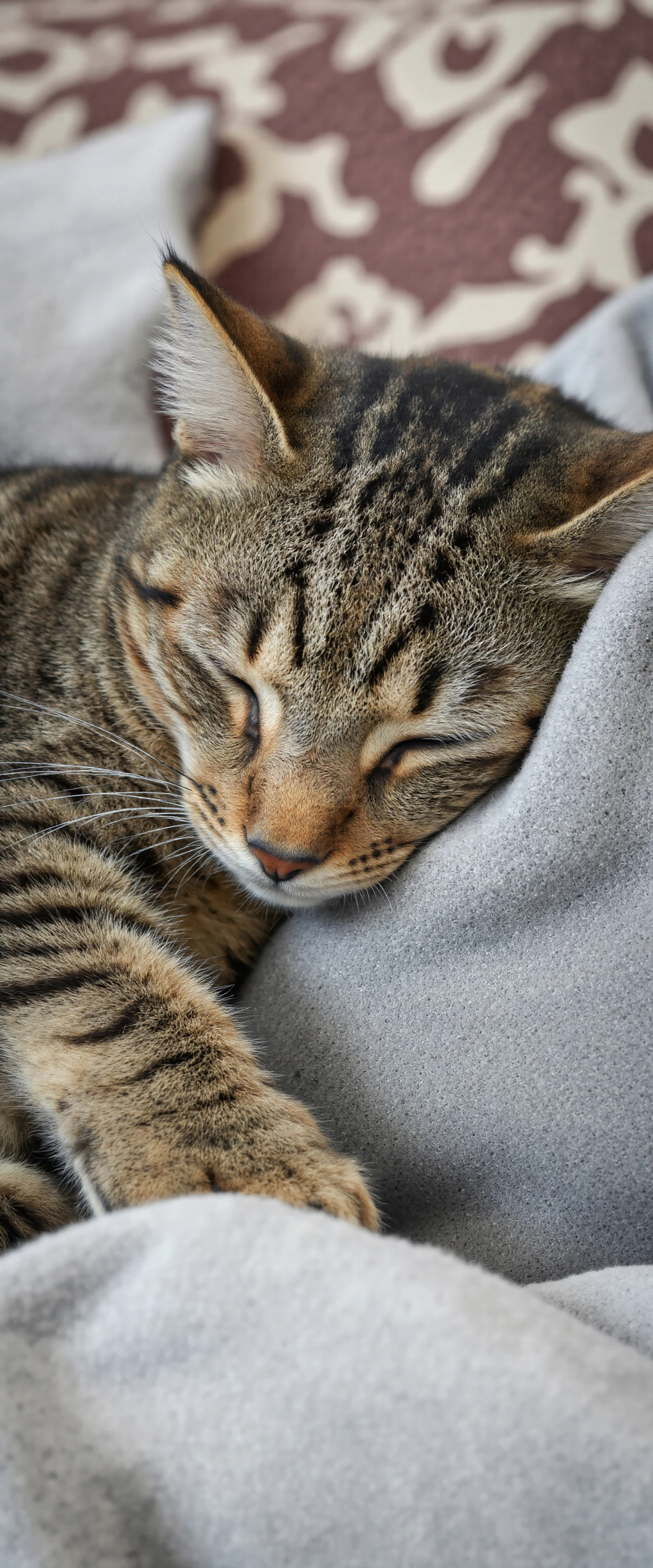Cozy Domestic Tabby Cat Relaxing on a Sofa #40227