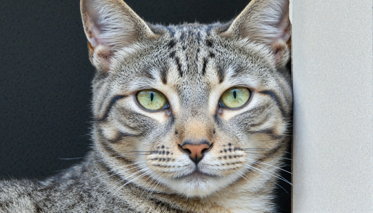 Close-up Portrait of a Domestic Tabby Cat with Striking Green Eyes #40229
