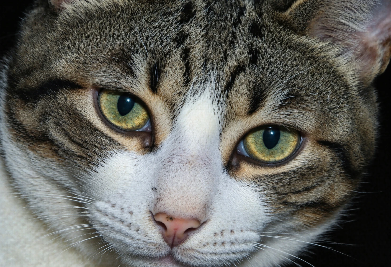Close-up Portrait of a Domestic Tabby Cat with Striking Green Eyes #40231