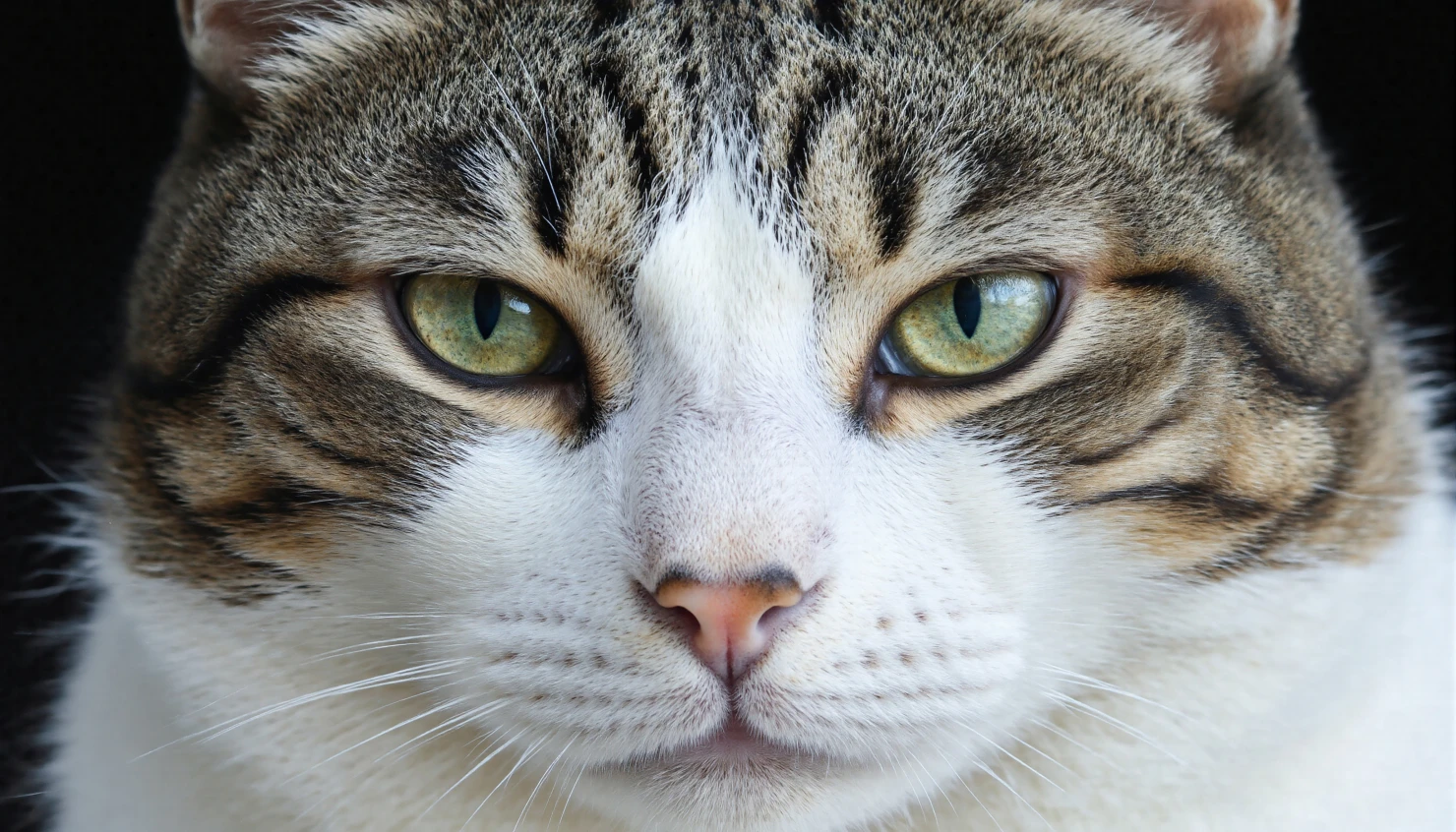 Close-up Portrait of a Domestic Tabby Cat with Striking Green Eyes #40232