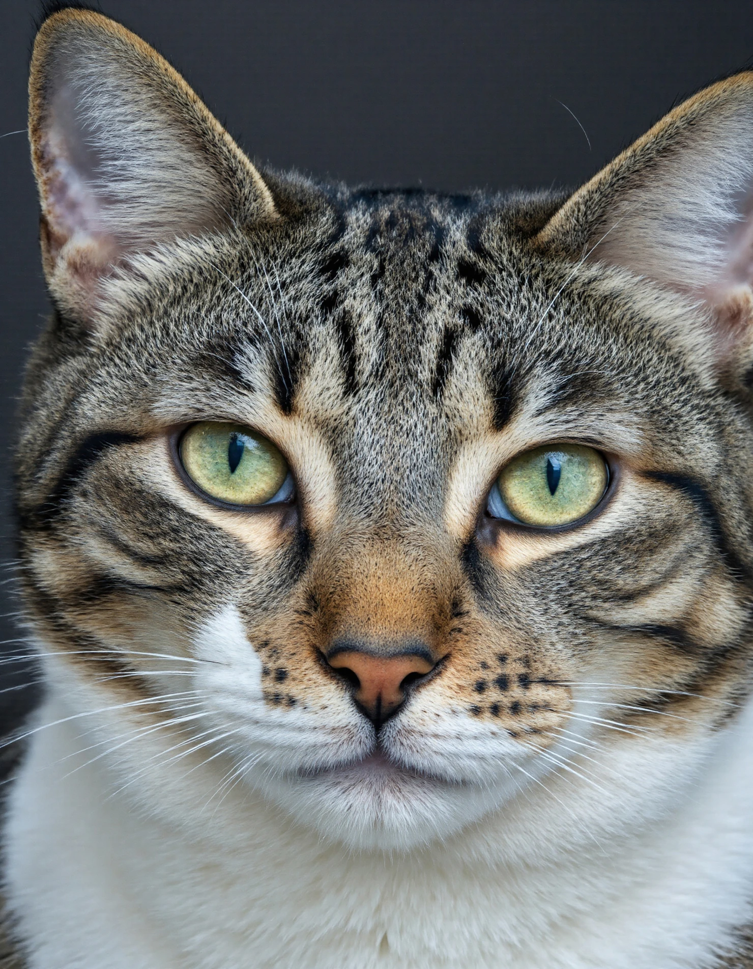 Close-up Portrait of a Domestic Tabby Cat with Striking Green Eyes #40234