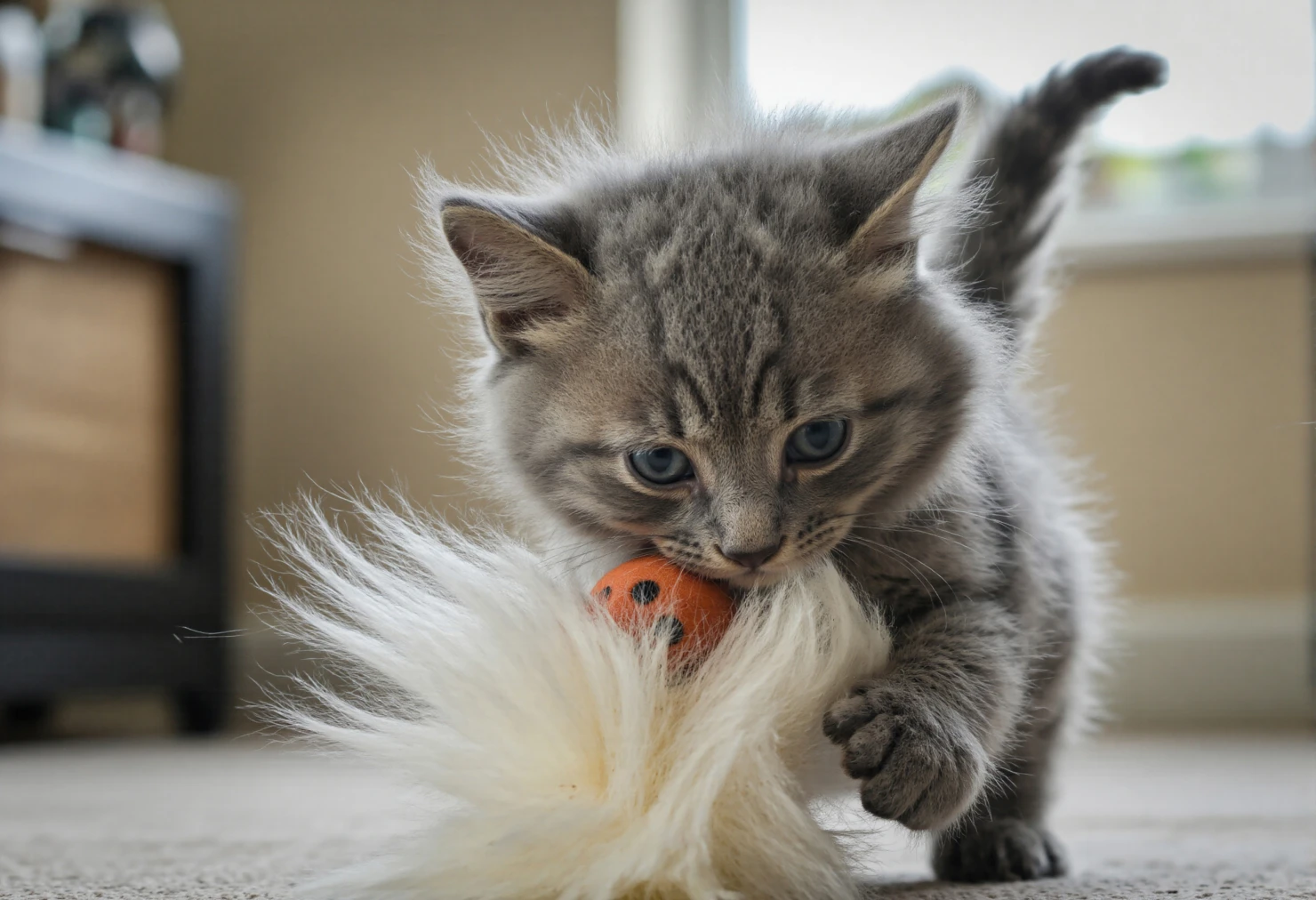 Playful Grey Kitten with Blue Eyes and Toy #40236