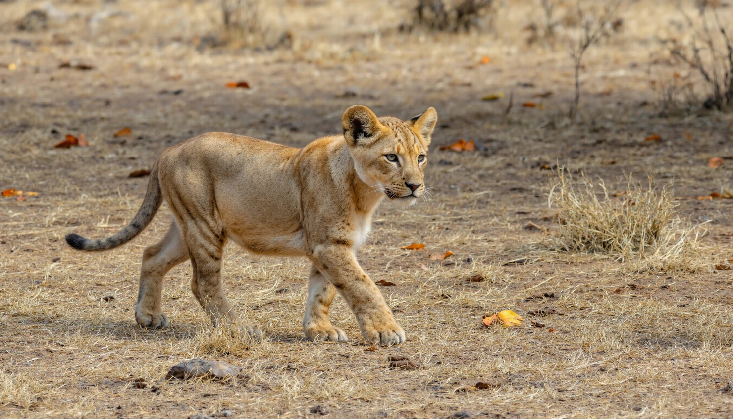 Lioness in Savannah Wildlife Portrait #40237