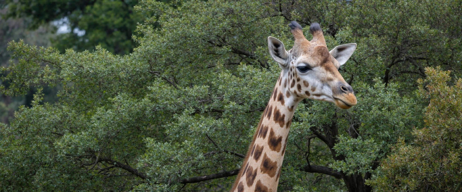 Giraffe portrait in front of green trees #40239