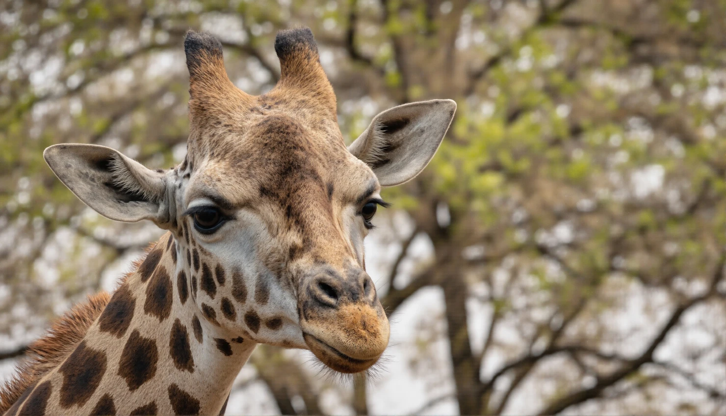 Giraffe portrait in front of green trees #40240