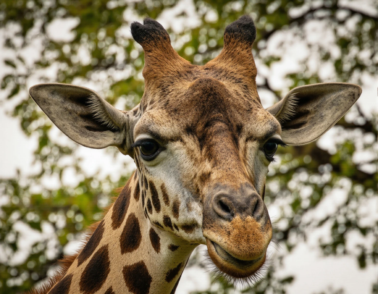 Giraffe portrait in front of green trees #40241
