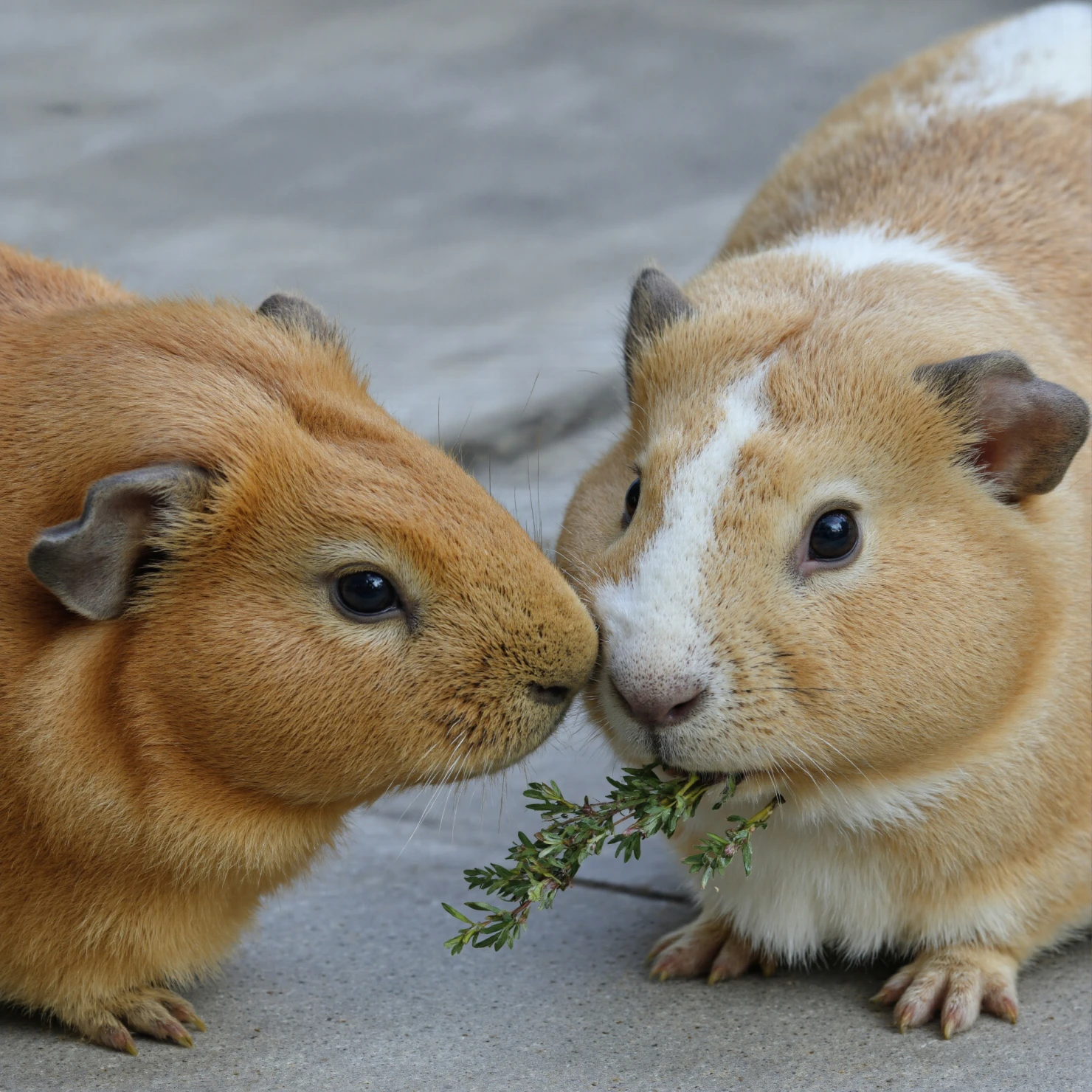 Two adorable guinea pigs interacting in a close-up shot, one eating leaves #40245