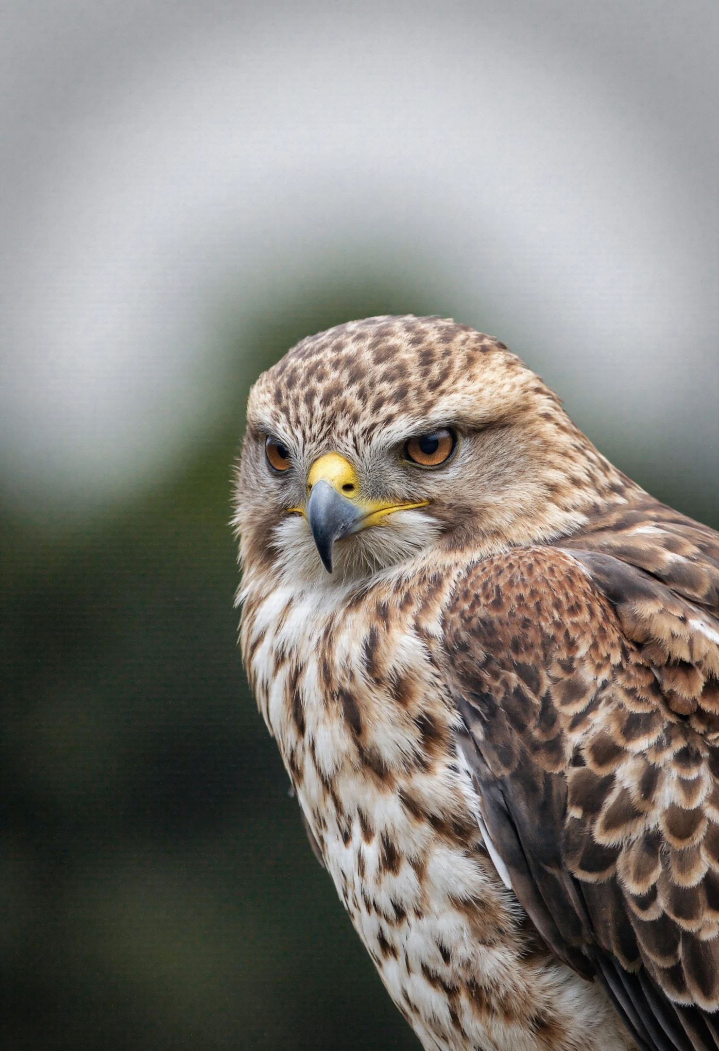 Hawk Close-up Detailed Portrait of a Bird of Prey #40248
