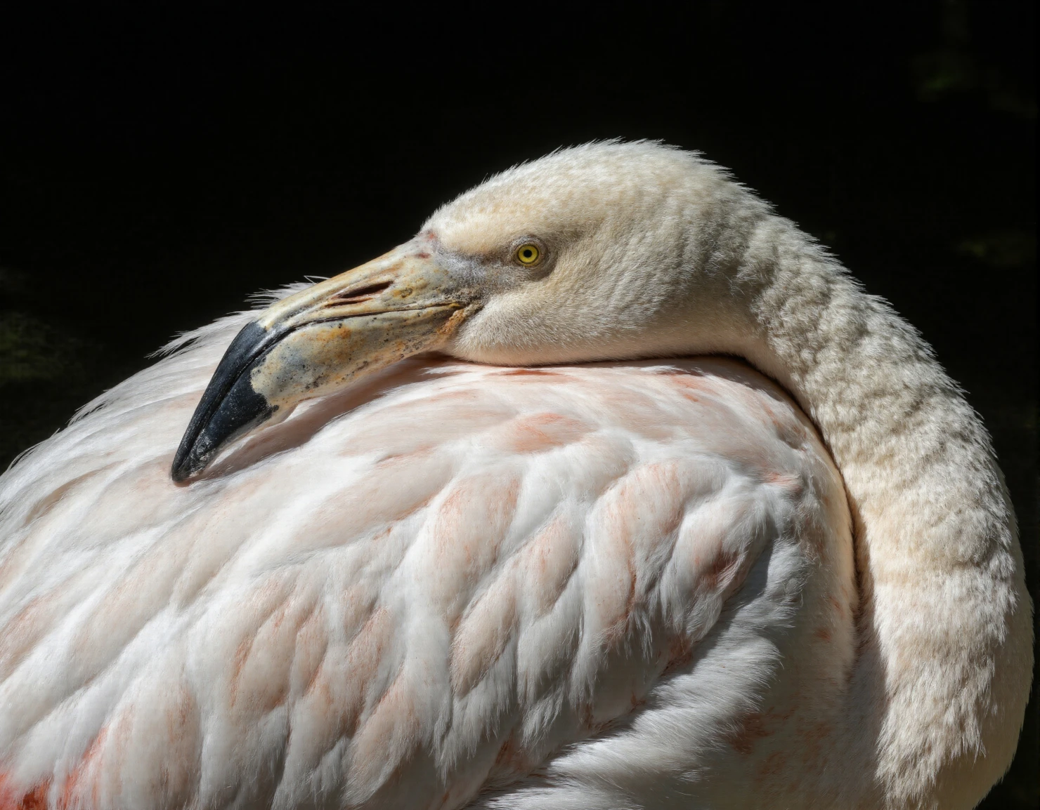 Close-up of a Flamingo Resting Its Head on Its Feathers #40249