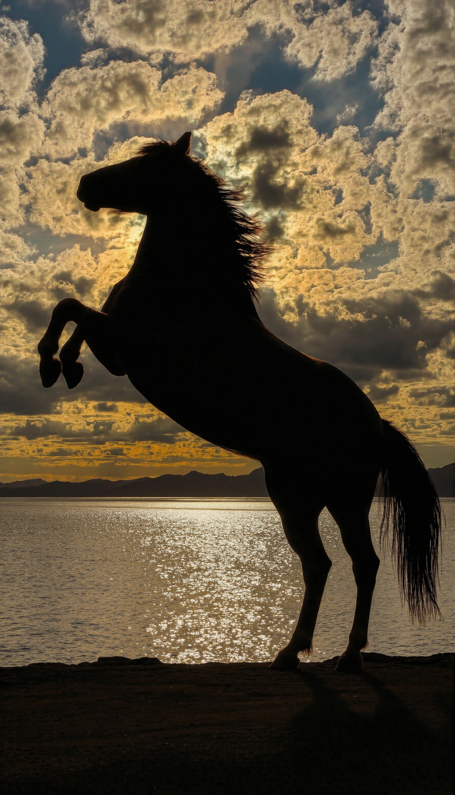 Silhouette of a horse rearing against a sunset sky over water #40251