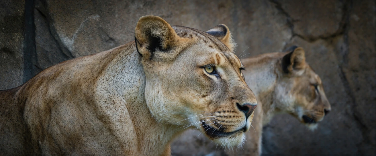 Lioness portrait against a rocky backdrop #40254