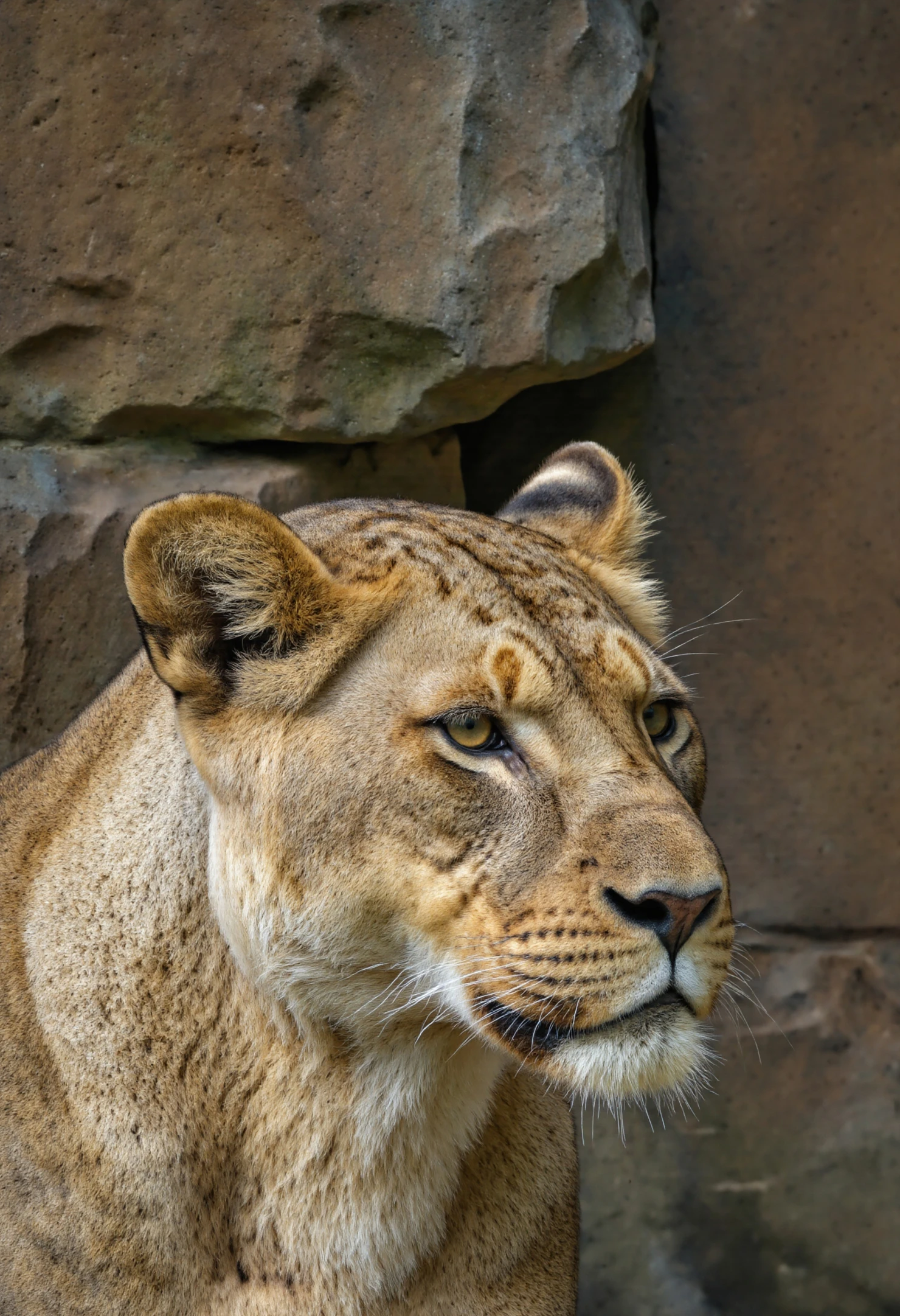 Lioness portrait against a rocky backdrop #40255