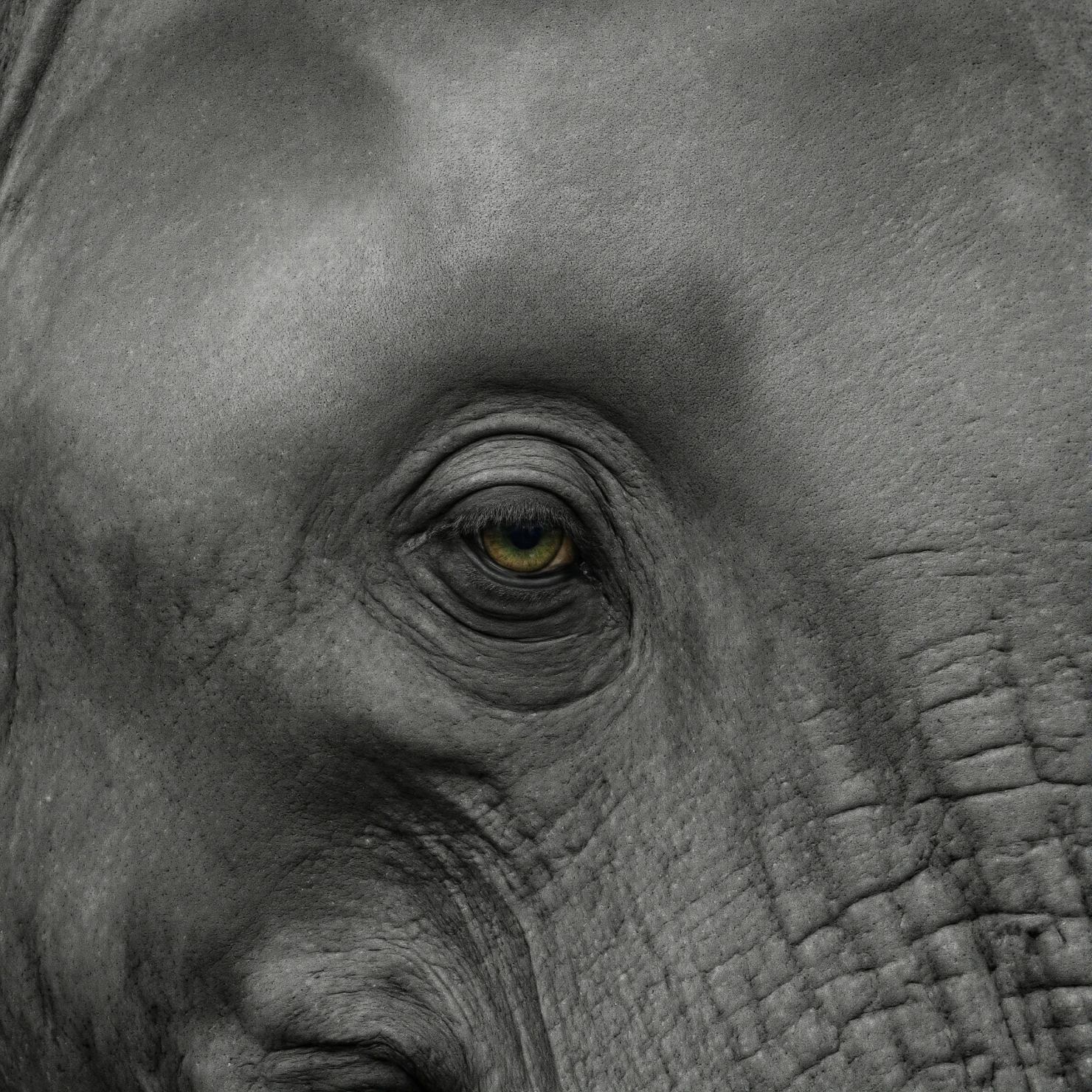 Close-up of an elephant's eye, showcasing intricate details and textures. #40258