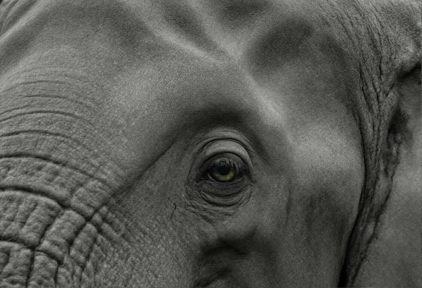 Closeup of an Elephant's Eye A Detailed Look #40259
