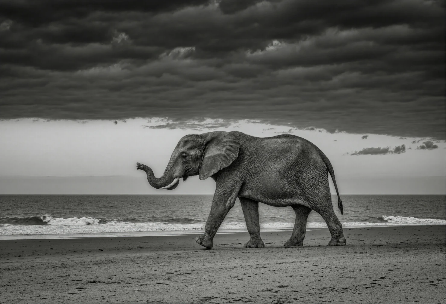 Elephant Walking on Beach Under Stormy Sky #40262