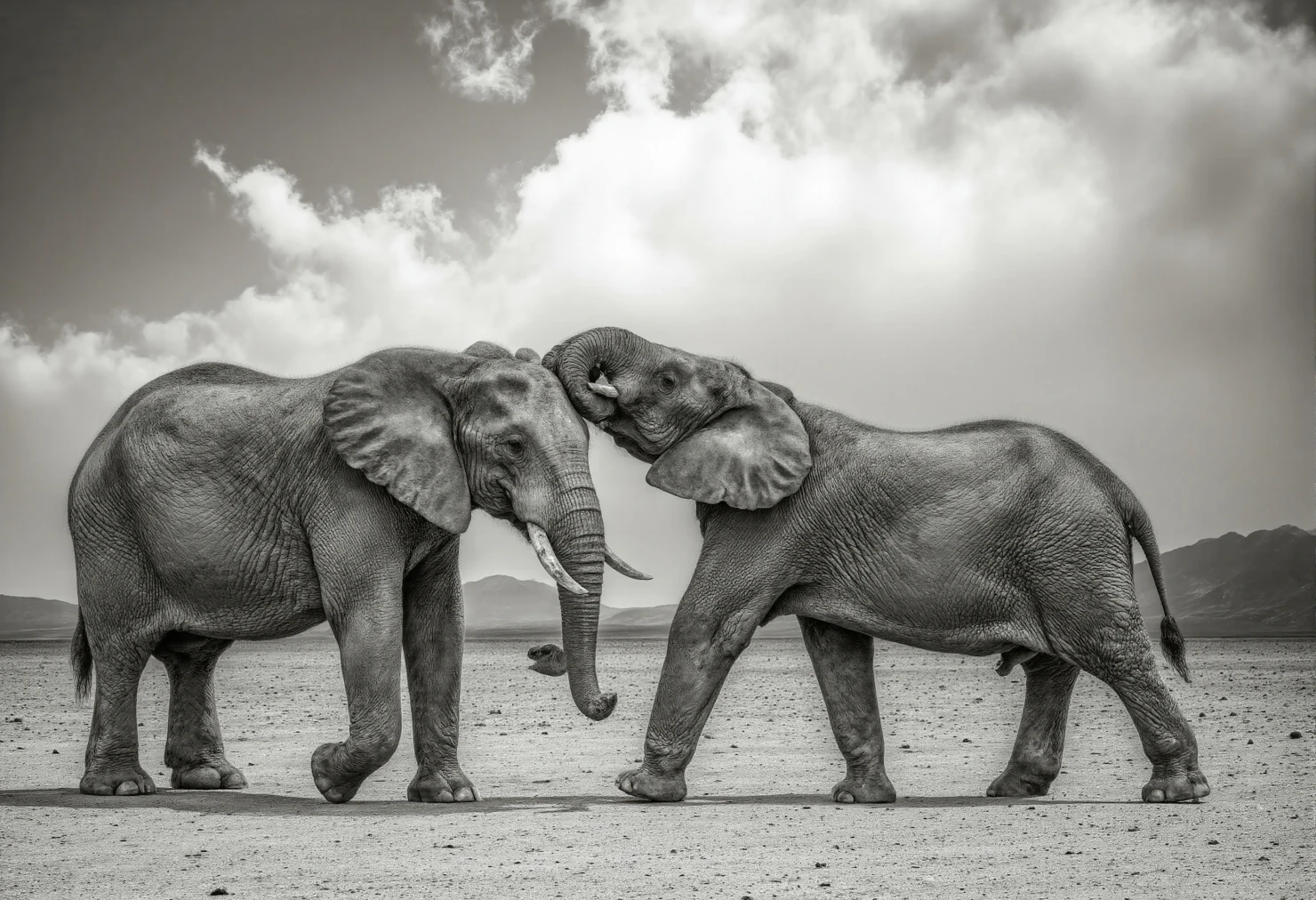 Two Elephants in Affectionate Embrace Under a Cloudy Sky #40263