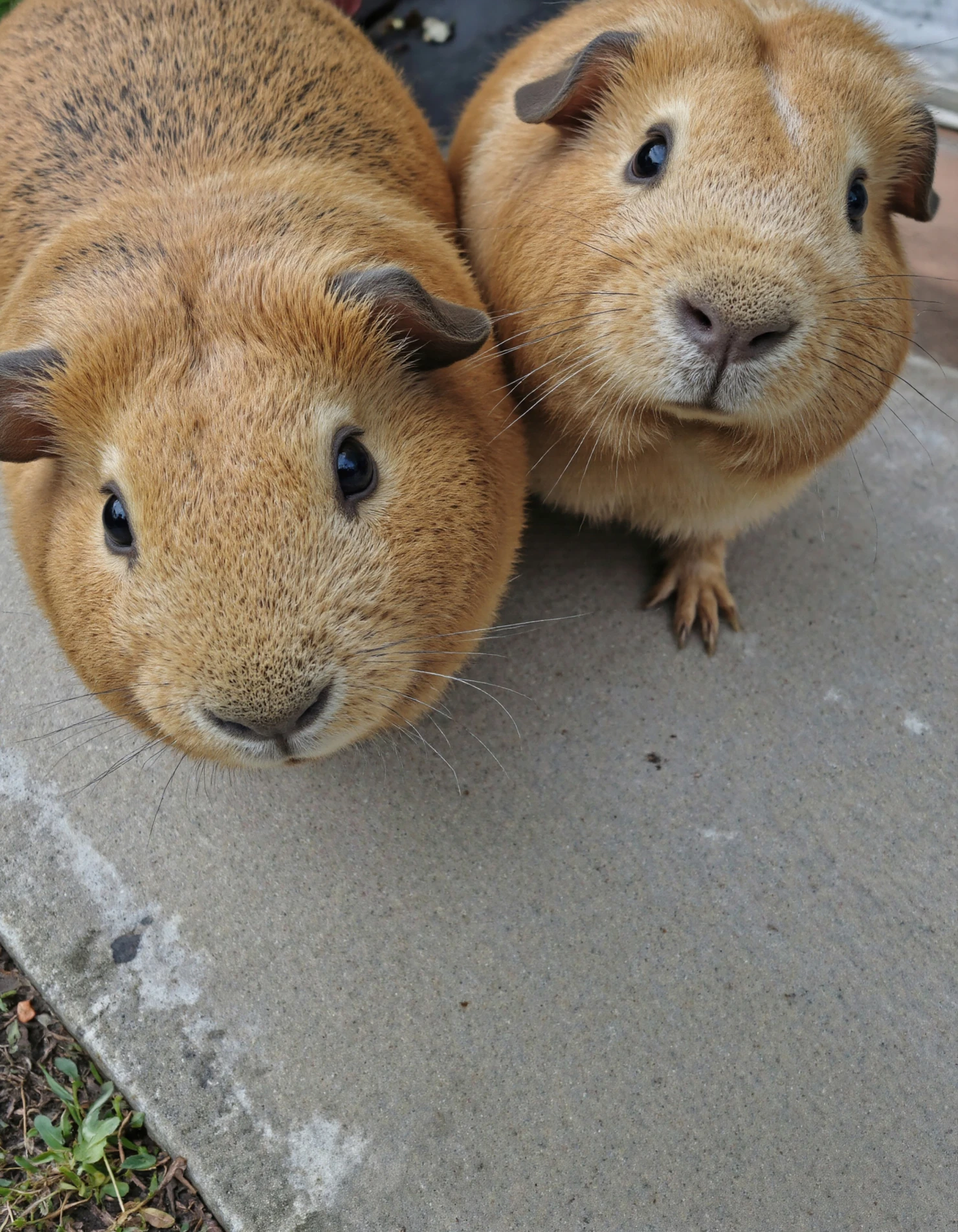 Two adorable guinea pigs looking at the camera #40266