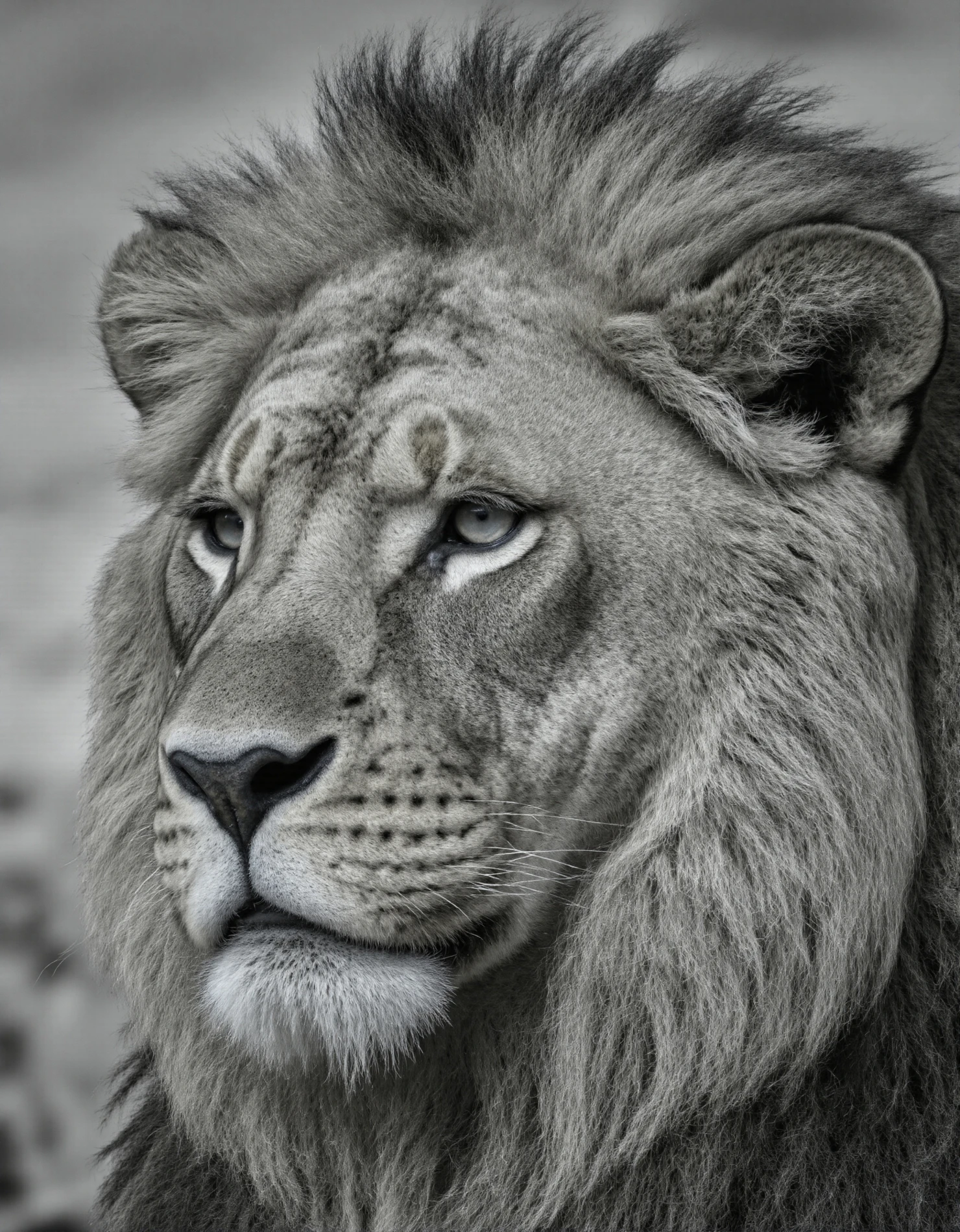 Majestic Lion in Monochrome Portrait #40267