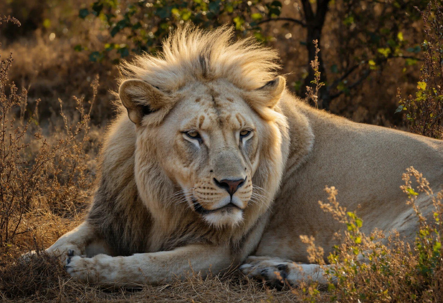 Majestic White Lion Resting in Sunlight #40268