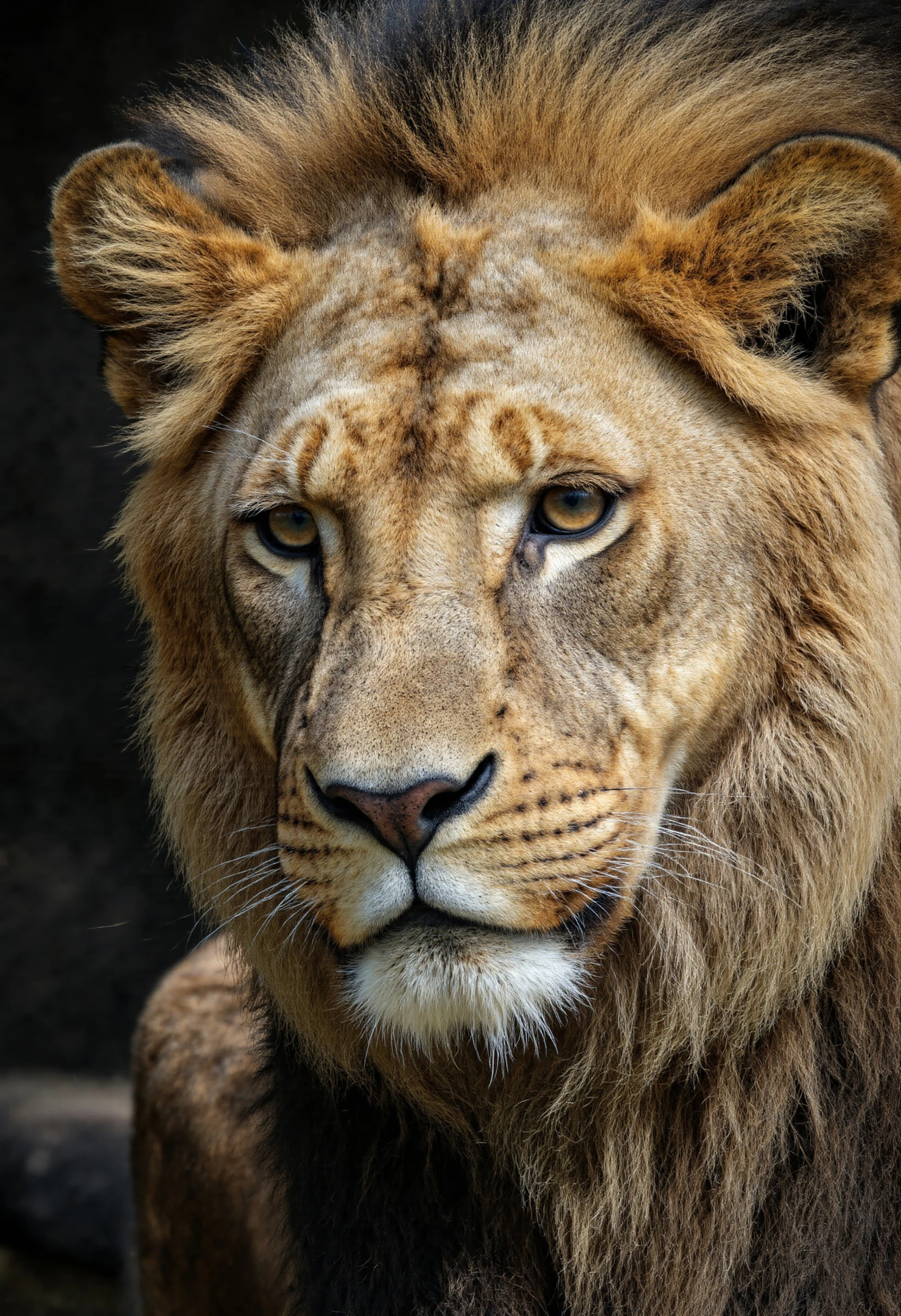 Majestic Lion's Gaze A CloseUp Portrait #40269