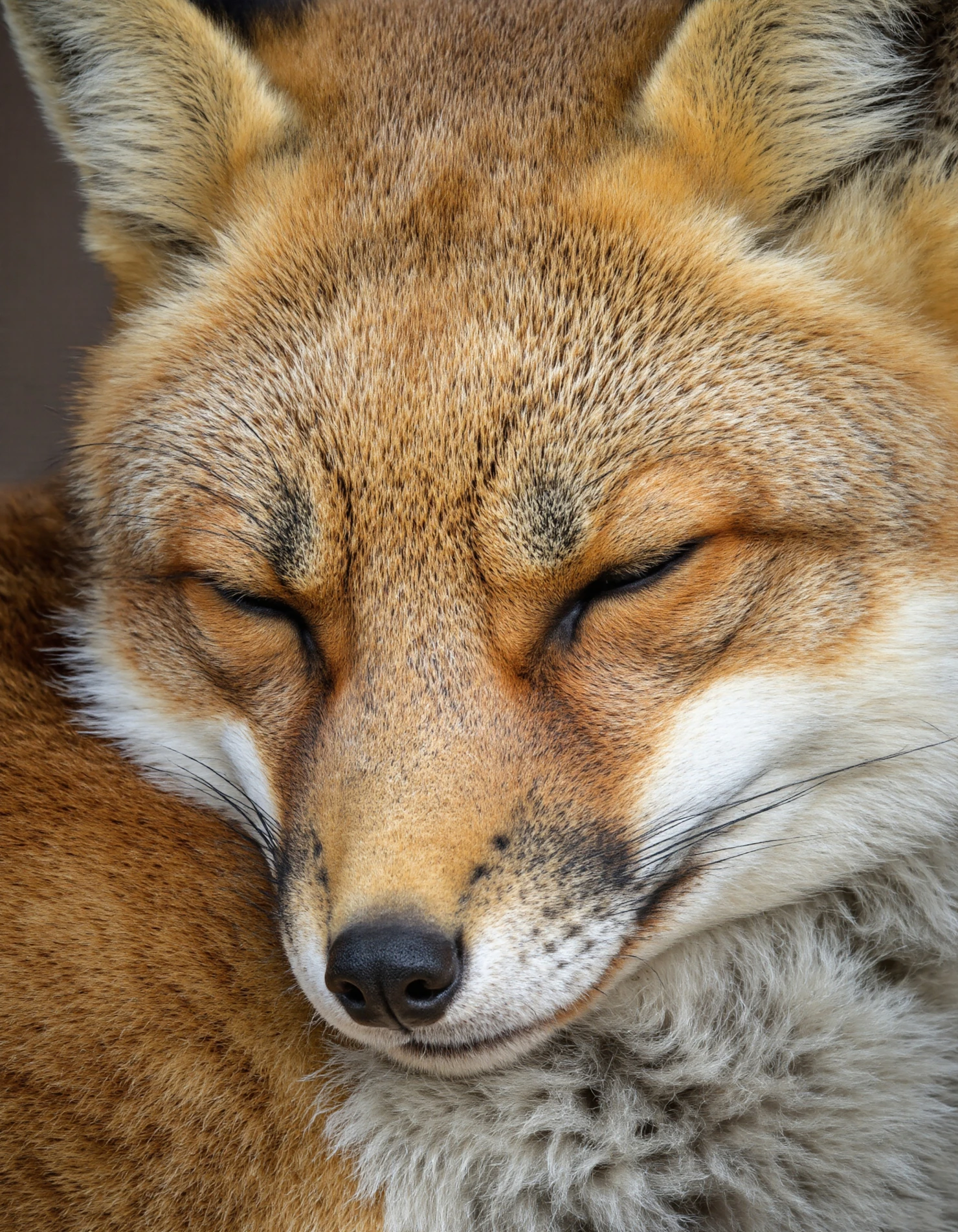 Close-up of a sleeping fox with orange fur, eyes closed #40270