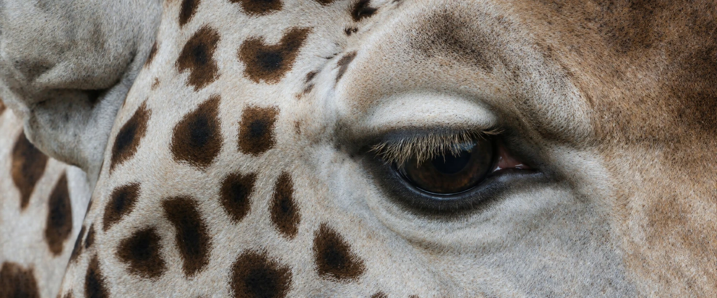 Close-up of a giraffe's eye and skin #40271