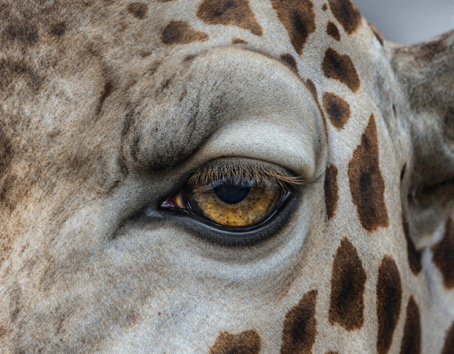 Close-up of a giraffe's eye showing detailed patterns and texture #40272