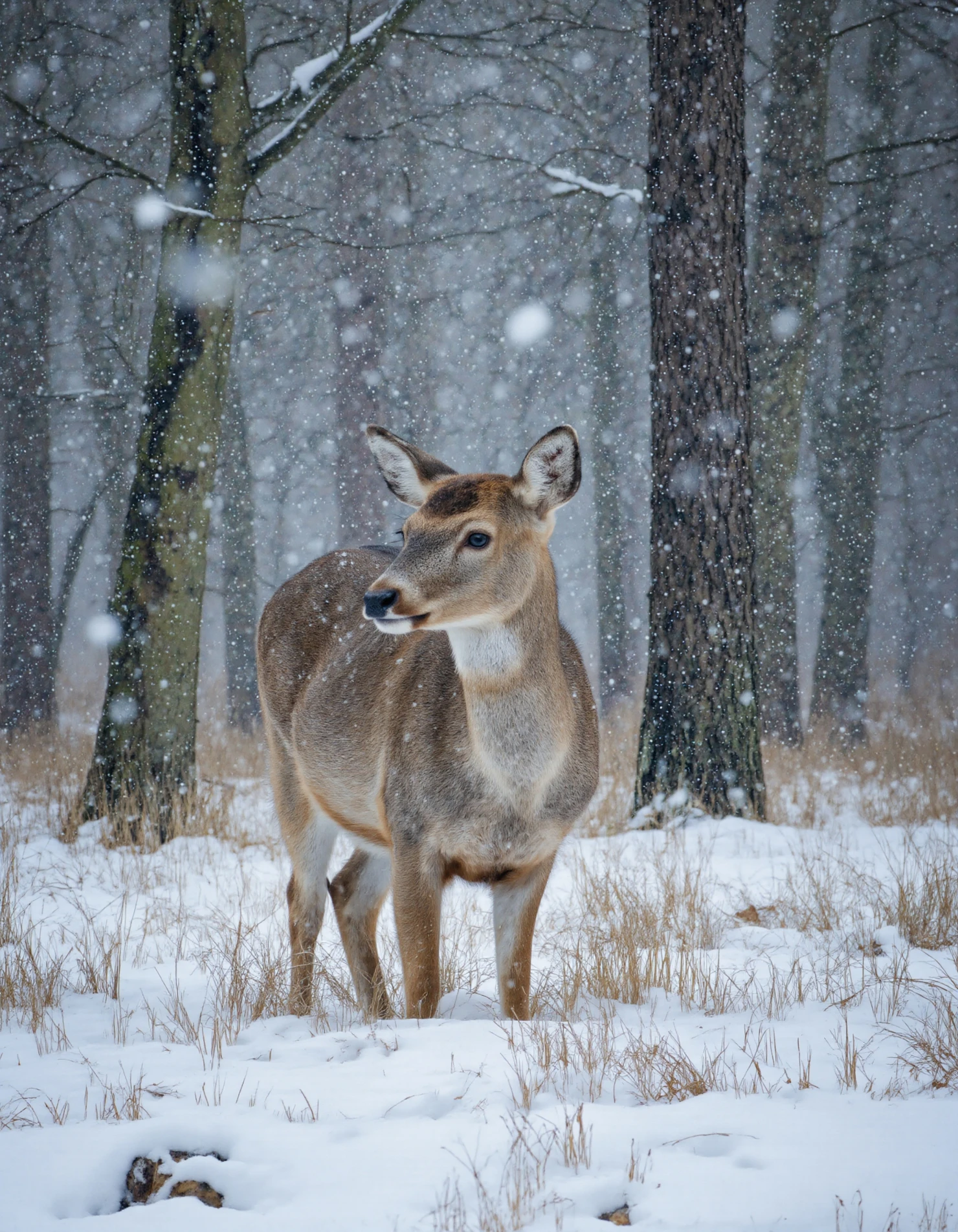 Deer in a Winter Wonderland Snowy Forest Scene #40274