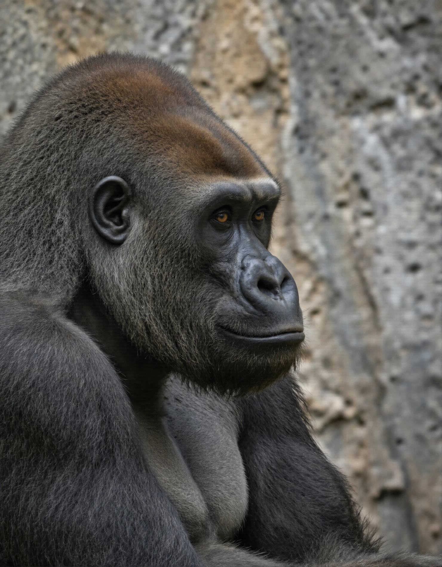 Gorilla Portrait A CloseUp of a Powerful Primate #40277