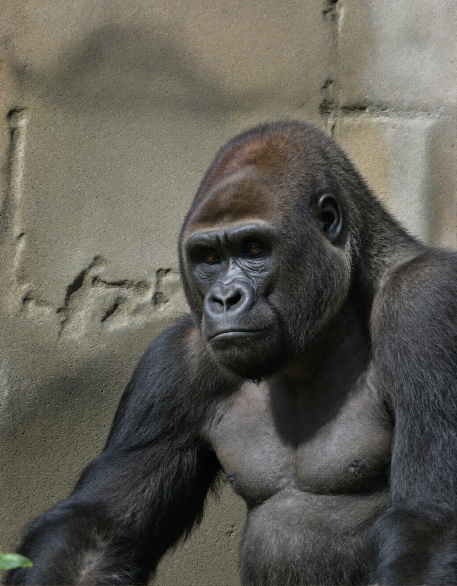 Majestic Silverback Gorilla Gazing Intently #40278
