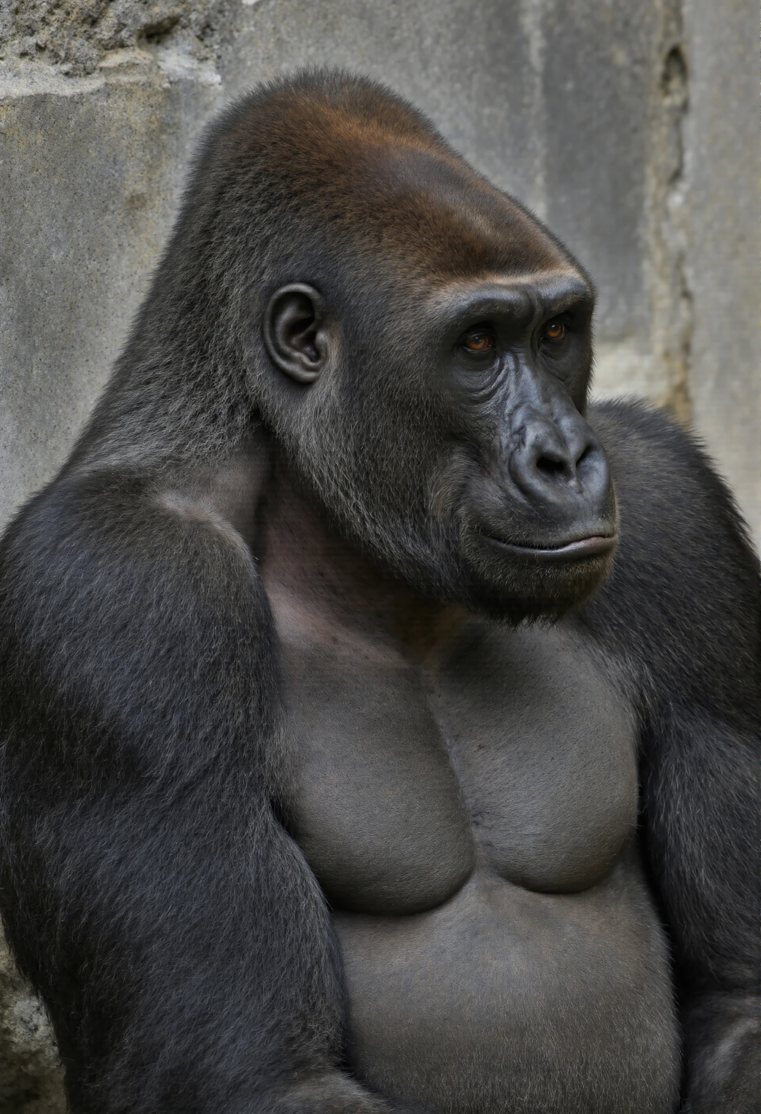 Majestic Silverback Gorilla Posing, Portrait #40279