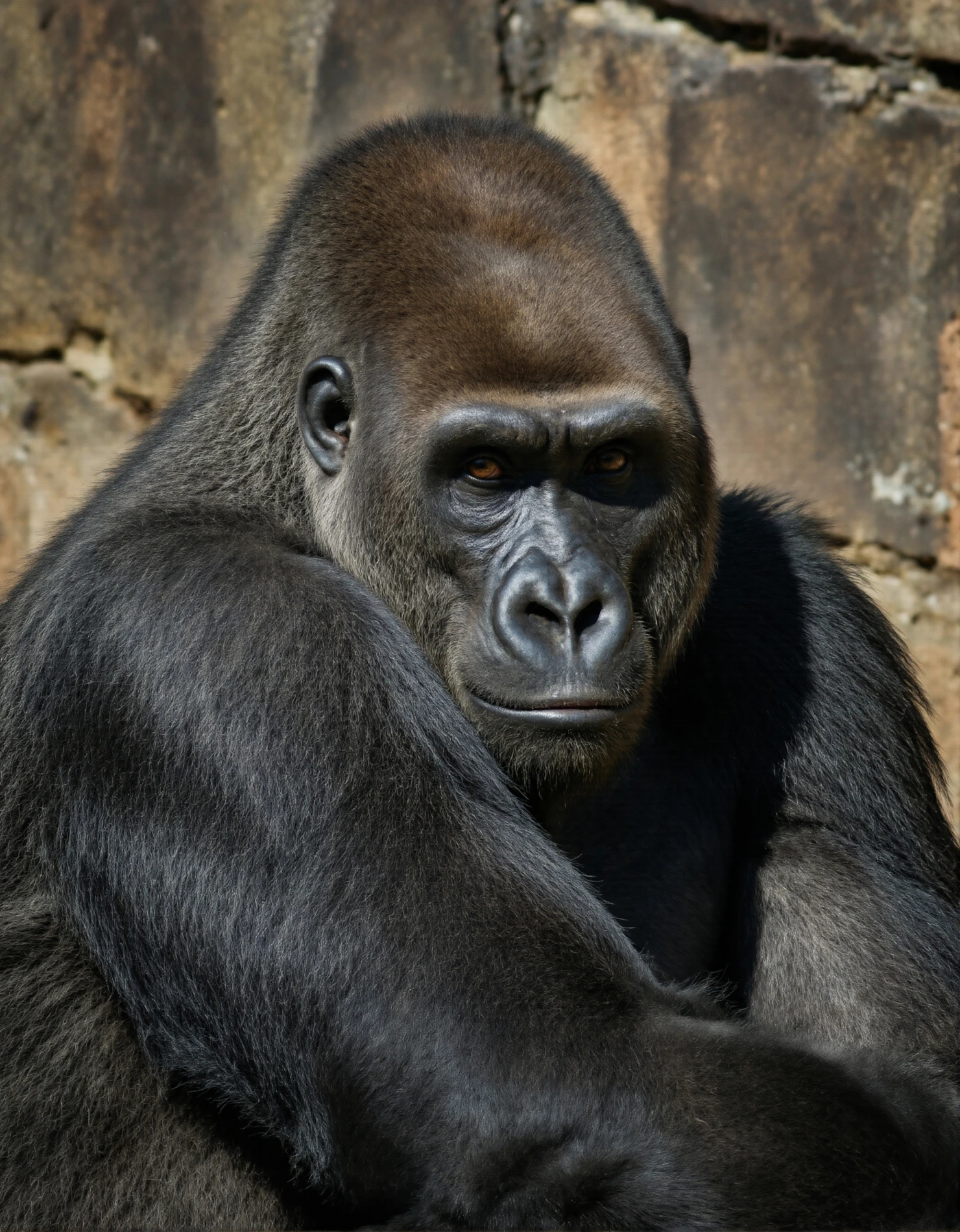 Close-up portrait of a powerful silverback gorilla #40280