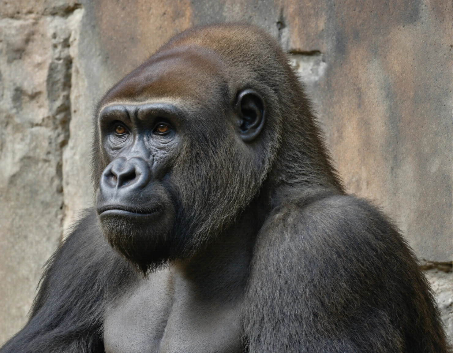 Close-up of a Western Lowland Gorilla in thoughtful pose #40281