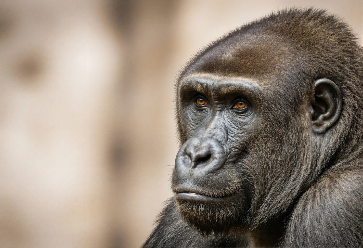 Gorilla Portrait Closeup of a Western Lowland Gorilla #40282