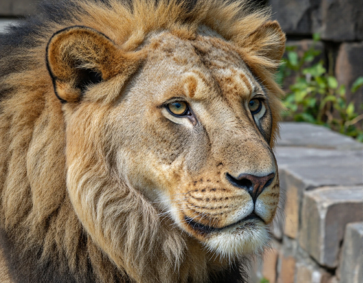 Majestic Lion Close-Up A Portrait of Regal Beauty #40290