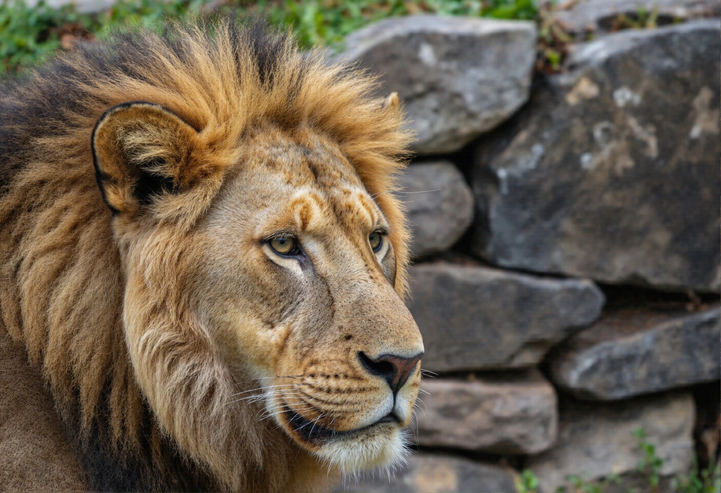 Majestic Lion Gazing Into the Distance #40292
