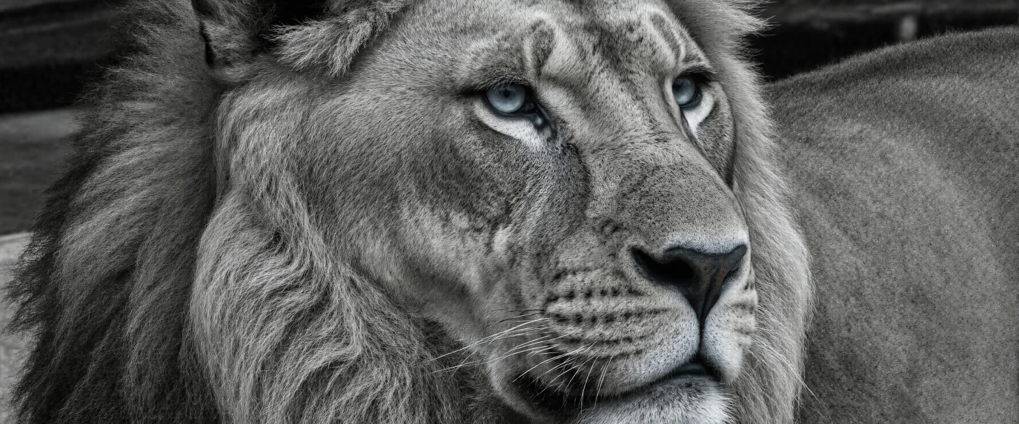 Majestic Lion Portrait in Black and White #40297