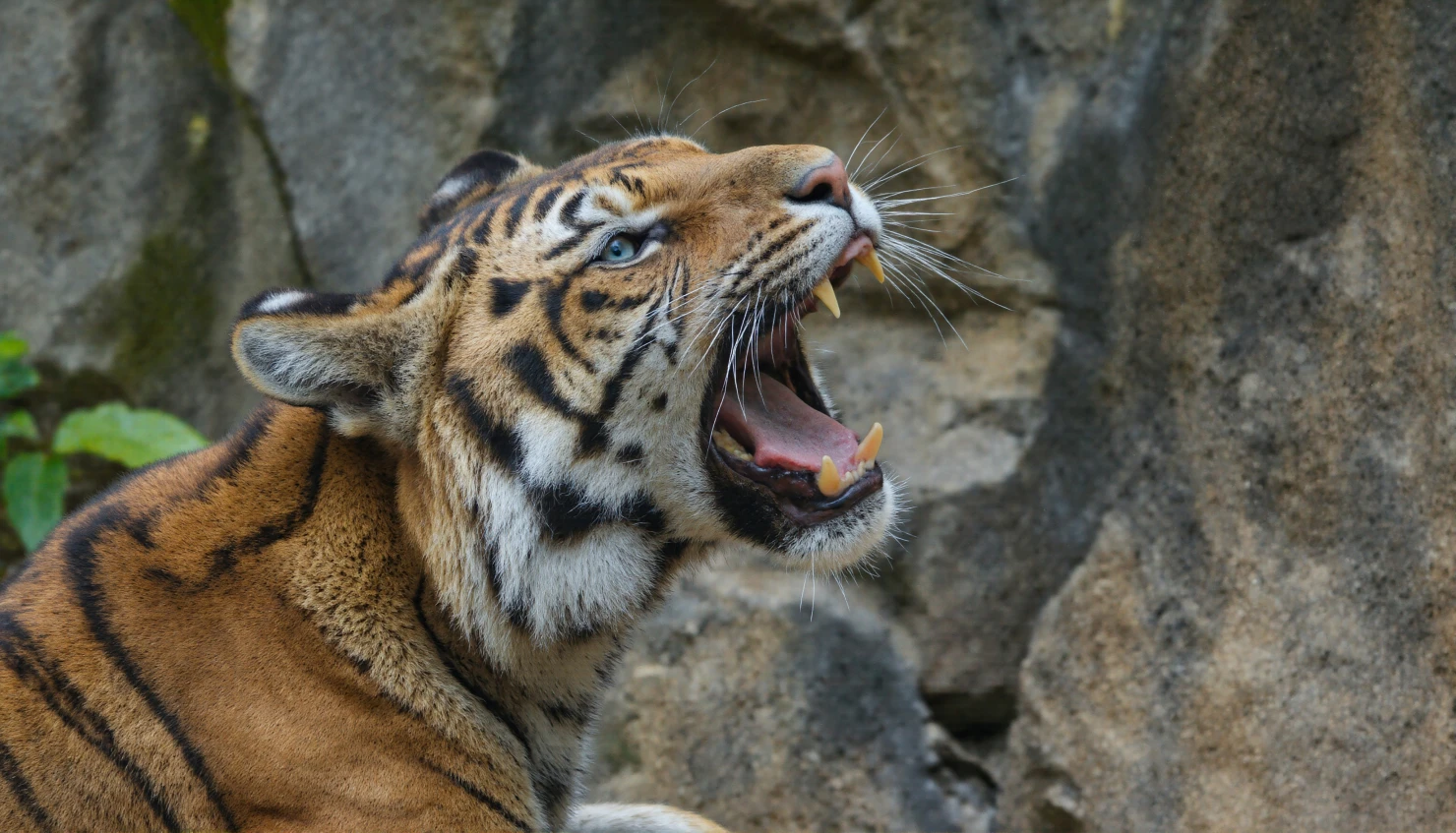 Tiger Roaring A Close-Up of a Powerful Predator #40298