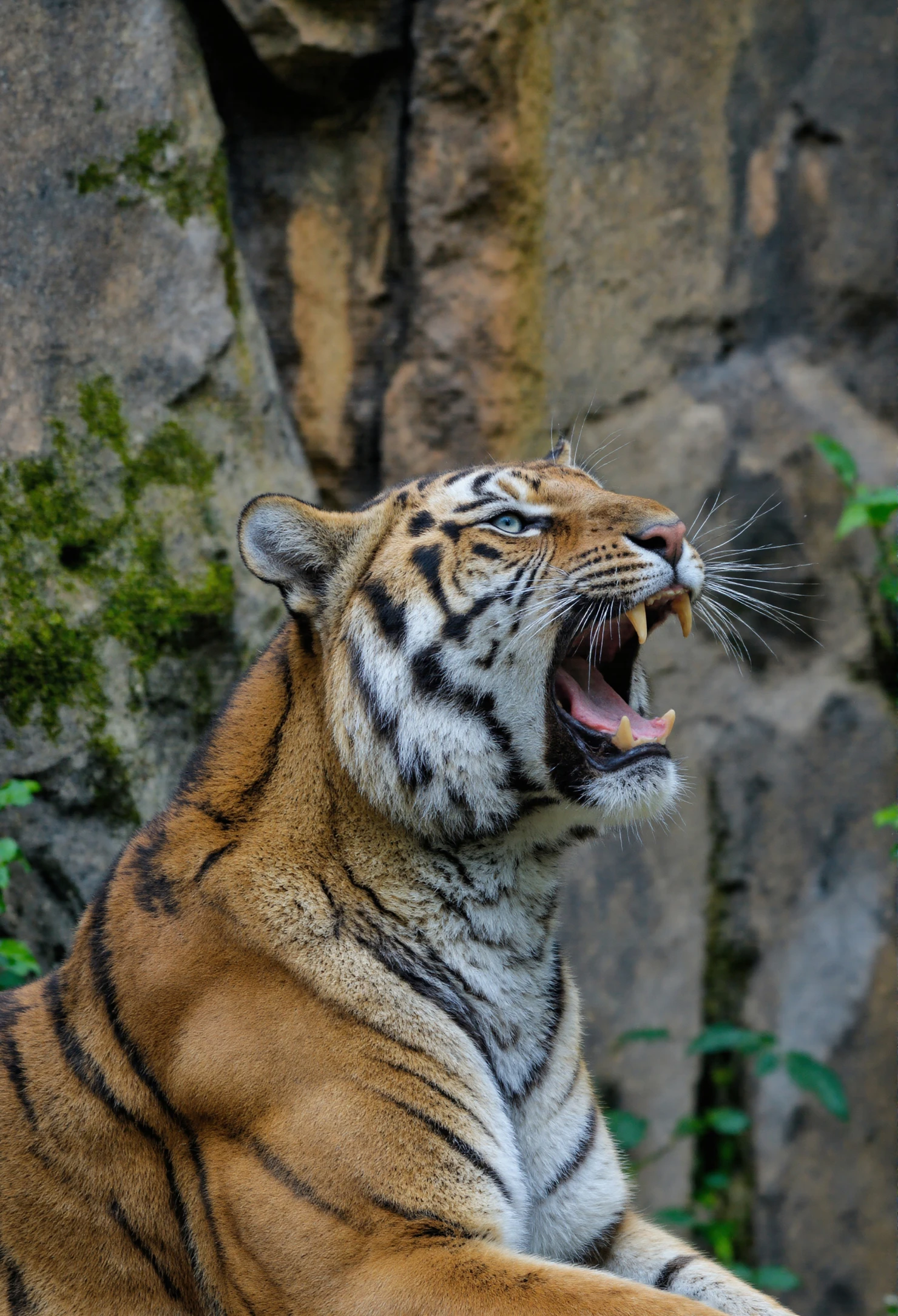 Roaring Bengal Tiger Displaying Teeth and Power #40299