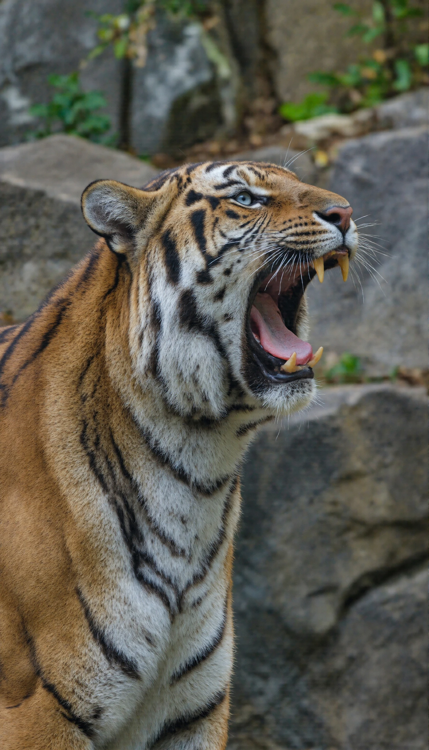 Roaring Tiger Close-up #40300